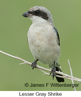 Lesser Gray Shrike - © James F Wittenberger and Exotic Birding LLC