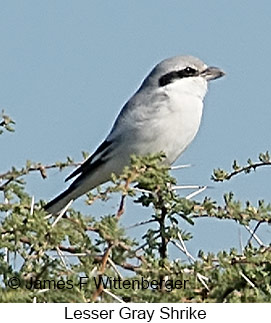 Lesser Gray Shrike - © James F Wittenberger and Exotic Birding LLC Lesser Gray Shrike - © James F Wittenberger and Exotic Birding LLC