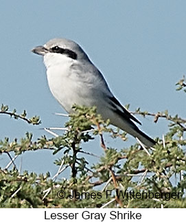 Lesser Gray Shrike - © James F Wittenberger and Exotic Birding LLC