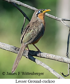 Lesser Ground-Cuckoo - © James F Wittenberger and Exotic Birding LLC