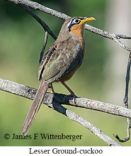 Lesser Ground-Cuckoo - © James F Wittenberger and Exotic Birding LLC Lesser Ground-Cuckoo - © James F Wittenberger and Exotic Birding LLC