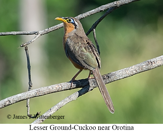 Lesser Ground-Cuckoo - &copy; James F Wittenberger and Exotic Birding LLC