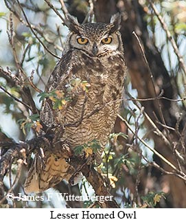 Lesser Horned Owl - © James F Wittenberger and Exotic Birding LLC Lesser Horned Owl - © James F Wittenberger and Exotic Birding LLC
