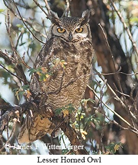 Lesser Horned Owl - © James F Wittenberger and Exotic Birding LLC