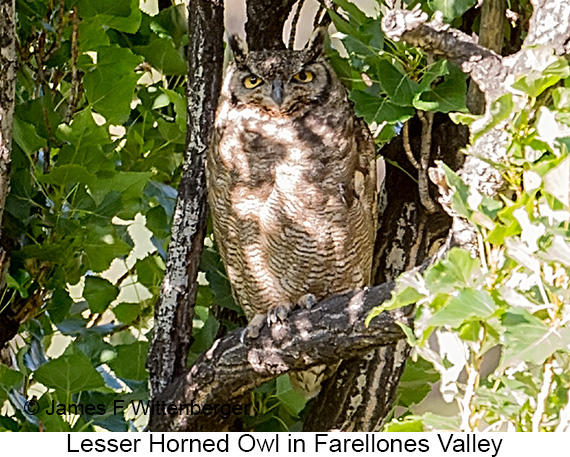 Lesser Horned Owl - © James F Wittenberger and Exotic Birding LLC Lesser Horned Owl - © James F Wittenberger and Exotic Birding LLC