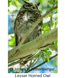 Lesser Horned Owl - © James F Wittenberger and Exotic Birding LLC Lesser Horned Owl - © James F Wittenberger and Exotic Birding LLC