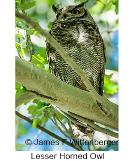 Lesser Horned Owl - © James F Wittenberger and Exotic Birding LLC