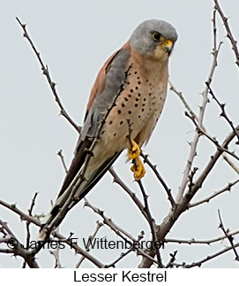 Lesser Kestrel - © James F Wittenberger and Exotic Birding LLC