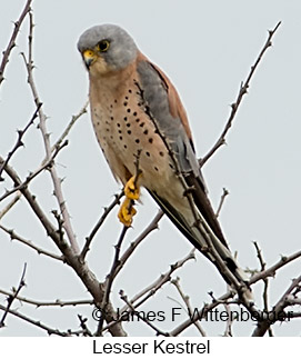 Lesser Kestrel - © James F Wittenberger and Exotic Birding LLC