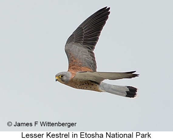 Lesser Kestrel - © James F Wittenberger and Exotic Birding LLC Lesser Kestrel - © James F Wittenberger and Exotic Birding LLC