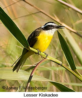Lesser Kiskadee - © James F Wittenberger and Exotic Birding LLC