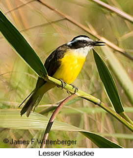 Lesser Kiskadee - © James F Wittenberger and Exotic Birding LLC Lesser Kiskadee - © James F Wittenberger and Exotic Birding LLC