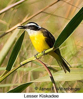 Lesser Kiskadee - © James F Wittenberger and Exotic Birding LLC