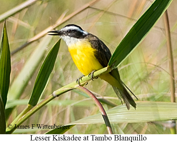 Lesser Kiskadee - &copy; James F Wittenberger and Exotic Birding LLC