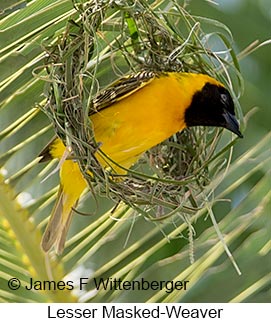 Lesser Masked-Weaver - © James F Wittenberger and Exotic Birding LLC