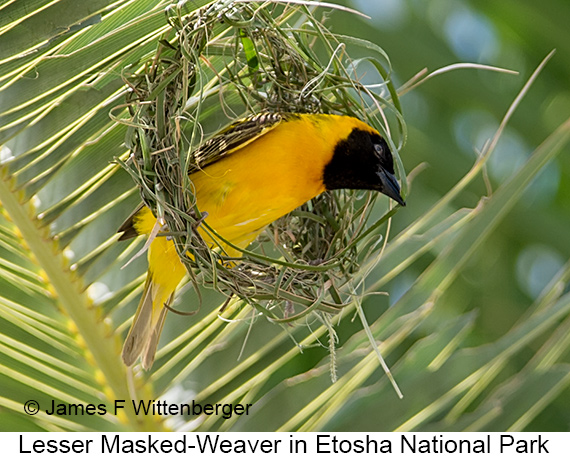 Lesser Masked-Weaver - © James F Wittenberger and Exotic Birding LLC