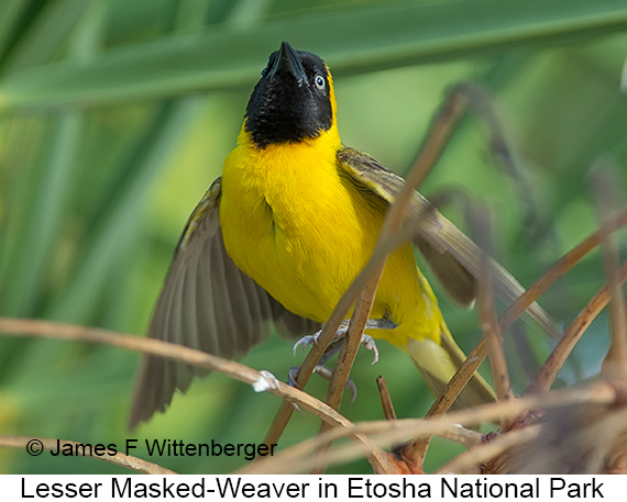 Lesser Masked-Weaver - © James F Wittenberger and Exotic Birding LLC