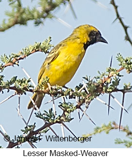 Lesser Masked-Weaver - © James F Wittenberger and Exotic Birding LLC Lesser Masked-Weaver - © James F Wittenberger and Exotic Birding LLC