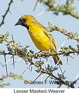 Lesser Masked-Weaver - © James F Wittenberger and Exotic Birding LLC