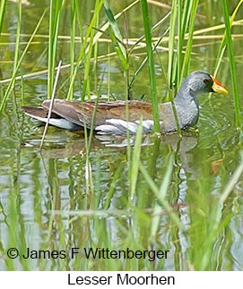 Lesser Moorhen - © James F Wittenberger and Exotic Birding LLC