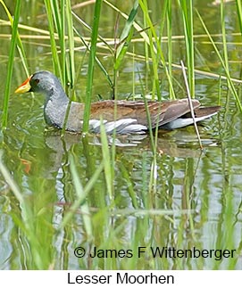 Lesser Moorhen - © James F Wittenberger and Exotic Birding LLC