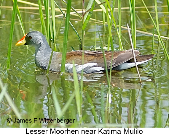 Lesser Moorhen - © James F Wittenberger and Exotic Birding LLC