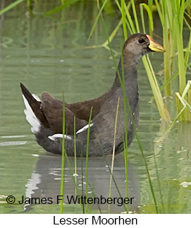 Lesser Moorhen - © James F Wittenberger and Exotic Birding LLC