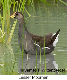 Lesser Moorhen - © James F Wittenberger and Exotic Birding LLC