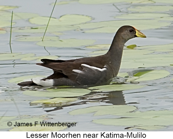 Lesser Moorhen - © James F Wittenberger and Exotic Birding LLC Lesser Moorhen - © James F Wittenberger and Exotic Birding LLC