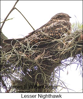 Lesser Nighthawk - © James F Wittenberger and Exotic Birding LLC