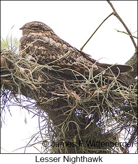 Lesser Nighthawk - © James F Wittenberger and Exotic Birding LLC