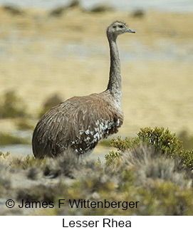 Lesser Rhea - © James F Wittenberger and Exotic Birding LLC Lesser Rhea - © James F Wittenberger and Exotic Birding LLC