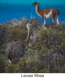 Lesser Rhea  - Courtesy Argentina Wildlife Expeditions