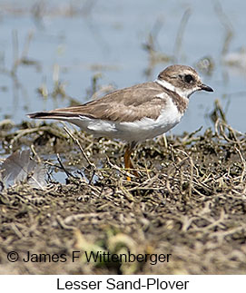 Lesser Sand-Plover - © James F Wittenberger and Exotic Birding LLC