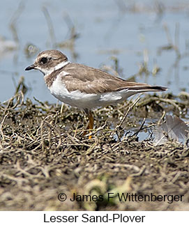 Lesser Sand-Plover - © James F Wittenberger and Exotic Birding LLC Lesser Sand-Plover - © James F Wittenberger and Exotic Birding LLC
