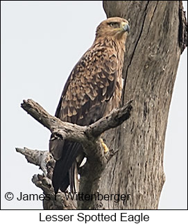 Lesser Spotted Eagle - © James F Wittenberger and Exotic Birding LLC Lesser Spotted Eagle - © James F Wittenberger and Exotic Birding LLC