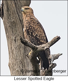 Lesser Spotted Eagle - © James F Wittenberger and Exotic Birding LLC