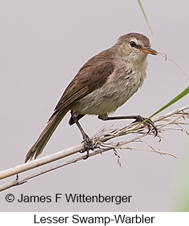 Lesser Swamp Warbler - © James F Wittenberger and Exotic Birding LLC