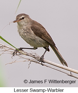 Lesser Swamp Warbler - © James F Wittenberger and Exotic Birding LLC