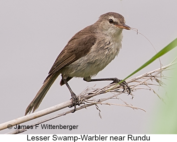 Lesser Swamp Warbler - © James F Wittenberger and Exotic Birding LLC