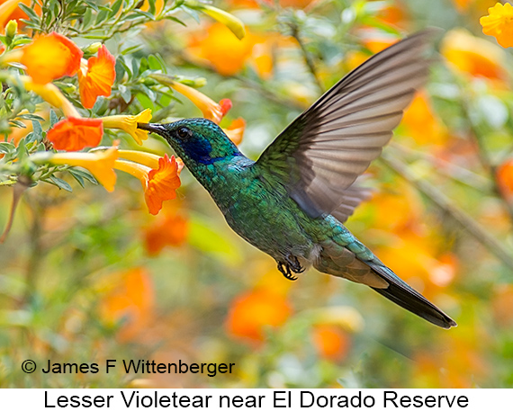 Lesser Violetear - © James F Wittenberger and Exotic Birding LLC