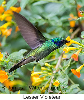 Lesser Violetear - © James F Wittenberger and Exotic Birding LLC Lesser Violetear - © James F Wittenberger and Exotic Birding LLC