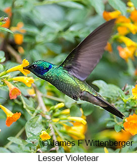 Lesser Violetear - © James F Wittenberger and Exotic Birding LLC