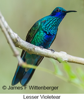 Lesser Violetear - © James F Wittenberger and Exotic Birding LLC