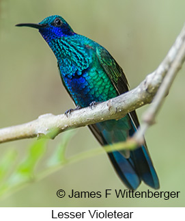 Lesser Violetear - © James F Wittenberger and Exotic Birding LLC Lesser Violetear - © James F Wittenberger and Exotic Birding LLC