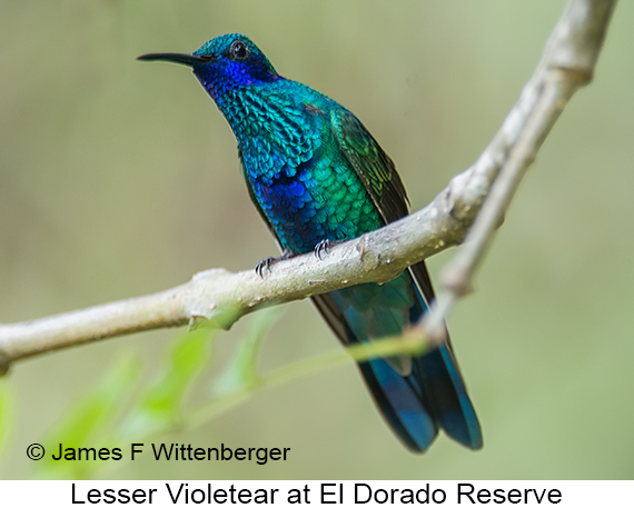 Lesser Violetear - © James F Wittenberger and Exotic Birding LLC