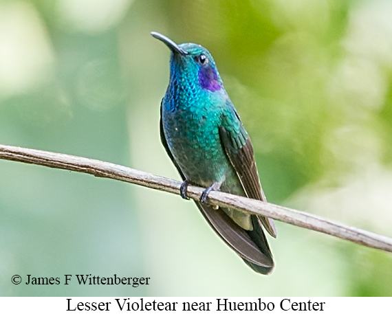Lesser Violetear - &copy; James F Wittenberger and Exotic Birding LLC