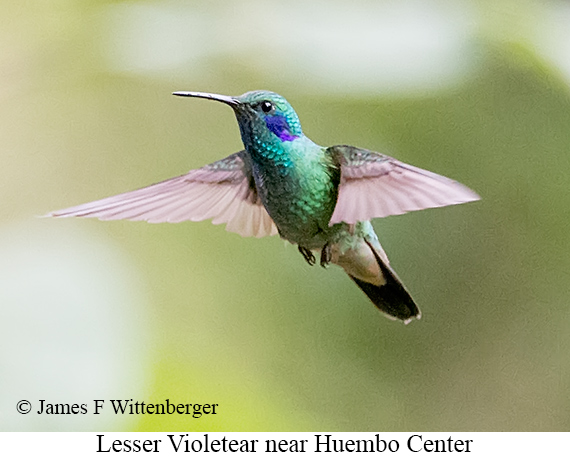 Lesser Violetear - &copy; James F Wittenberger and Exotic Birding LLC