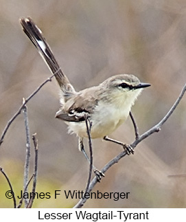 Lesser Wagtail-Tyrant - © James F Wittenberger and Exotic Birding LLC Lesser Wagtail-Tyrant - © James F Wittenberger and Exotic Birding LLC