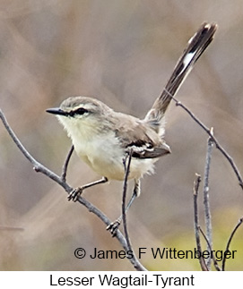 Lesser Wagtail-Tyrant - © James F Wittenberger and Exotic Birding LLC